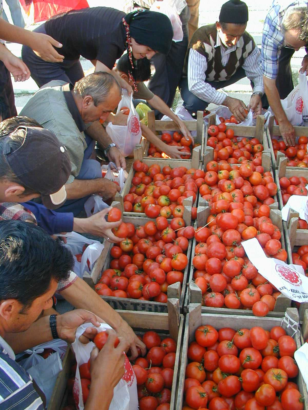 Domates Üreticisi Rekolteden Değil Fiyattan Memnun