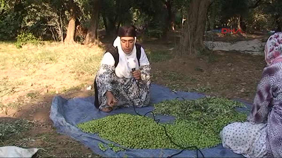 Mardin Derik\'te Zeytin Hasadı Başladı
