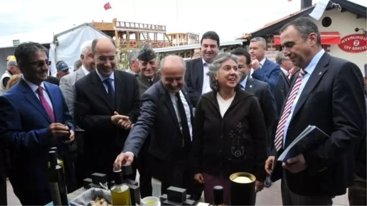 10. Ayvalık Zeytin Hasat Günleri Başladı