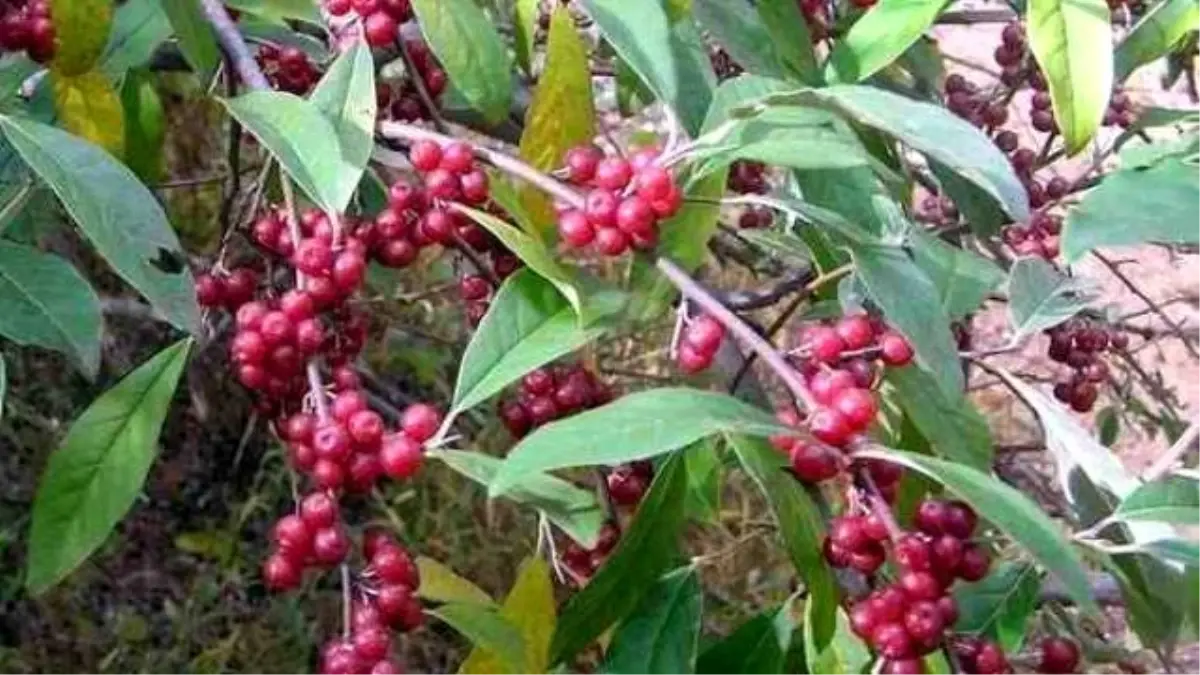 Eski Çağların 'Kutsal Zeytini' Türkiye'nin Her Bölgesinde Yetiştirilecek