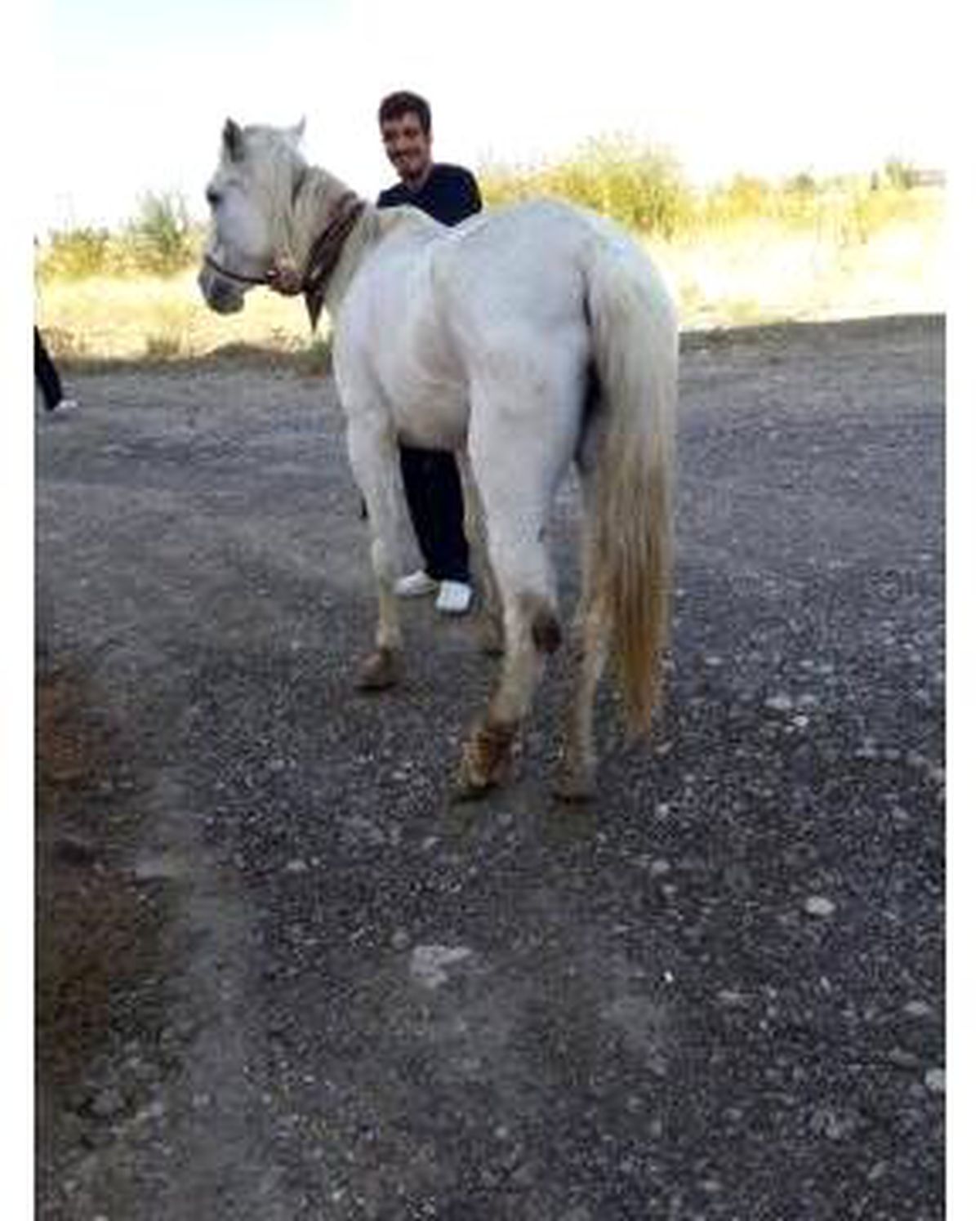 Hayvan Severlerden Yaralı At İçin Kampanya