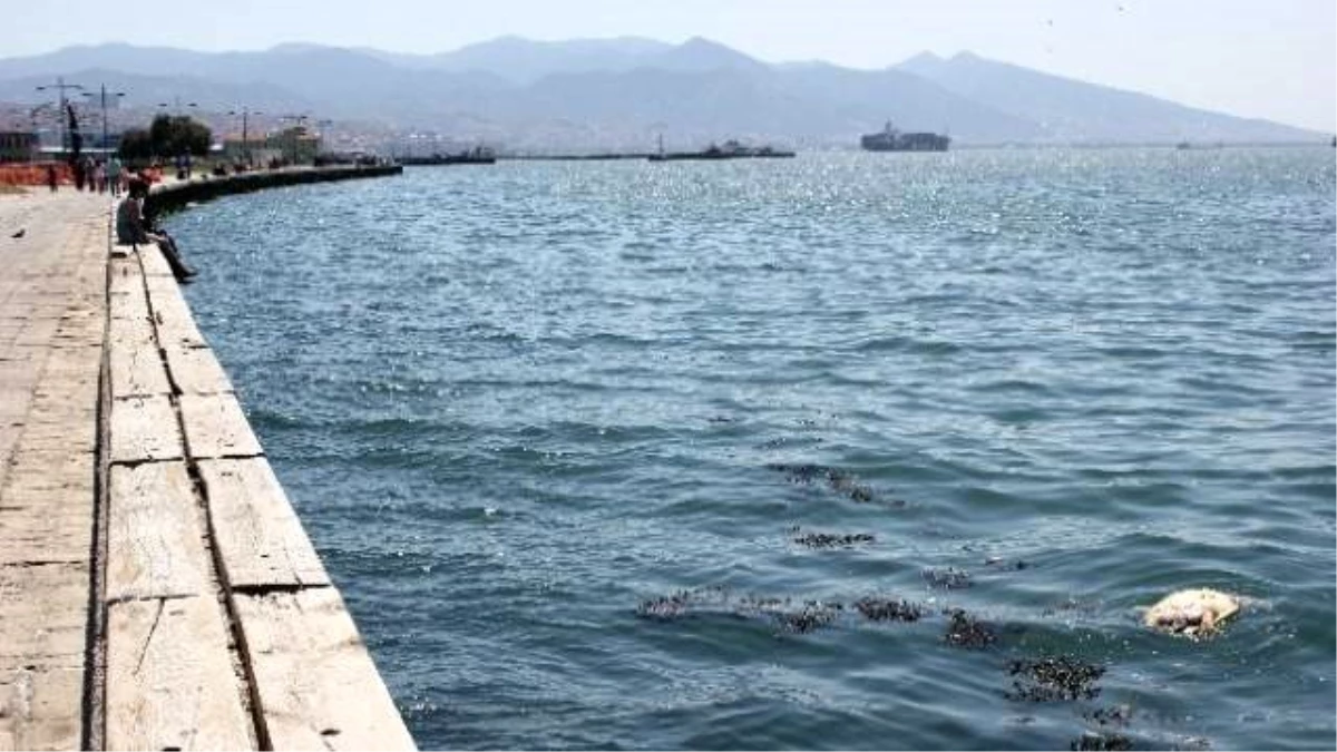 İzmir Körfezinden Müjde Var