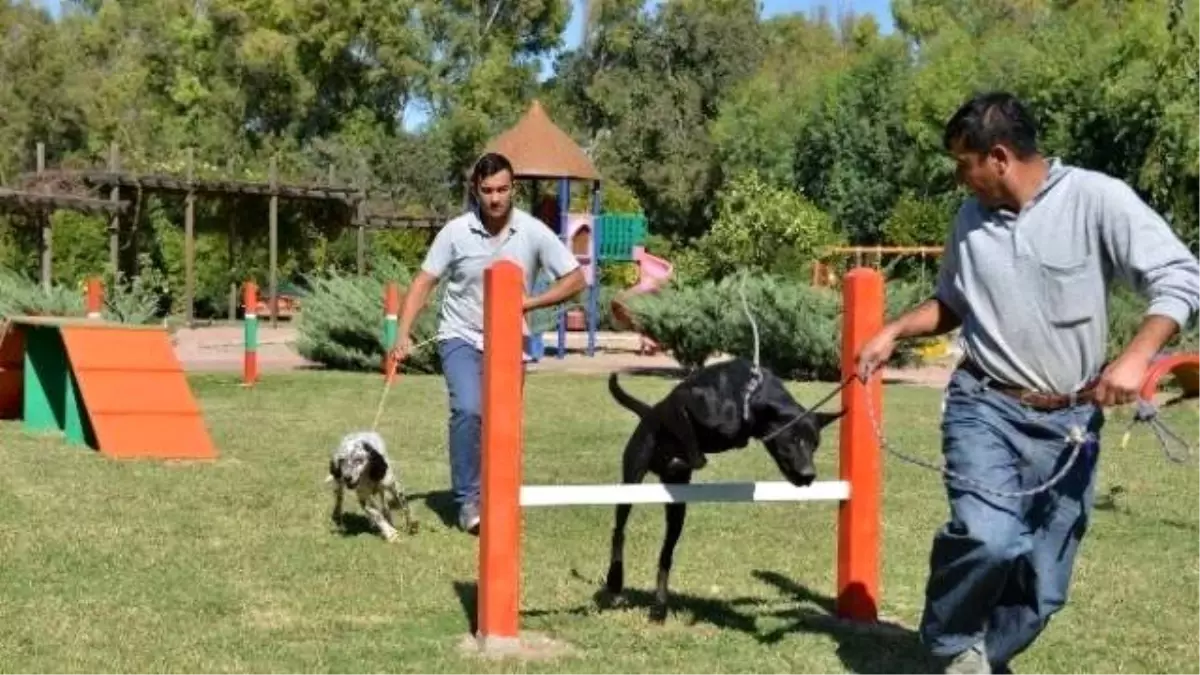 Konyaaltı\'nda Sokak Köpekleri İçin Eğitim Parkuru