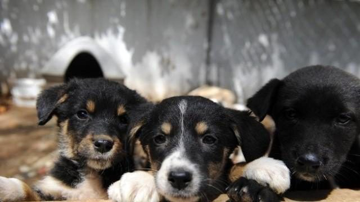Küçükçekmece\'de Sahipsiz Kediler ve Köpekler Yuvalarına Kavuştu