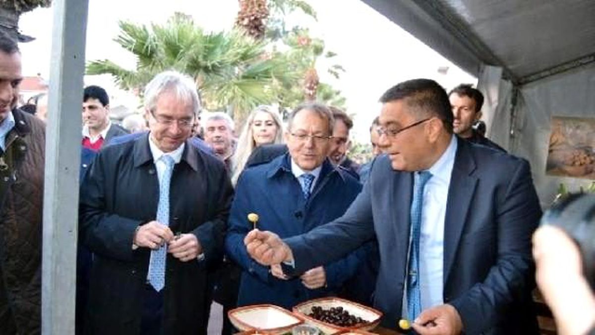 Ayvalık\'ta İlk Zeytin Hasadı Coşkusu (2)