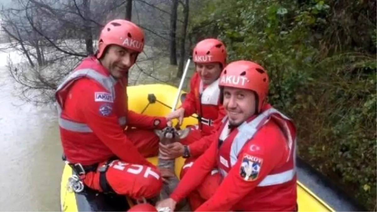 Baraj Göletine Düşen Yavru Karaca Kurtarıldı