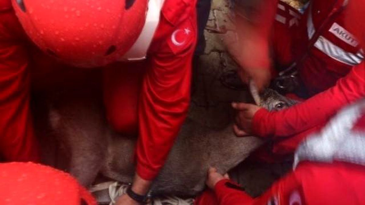 Gölete Düşen Karacayı Akut Kurtardı