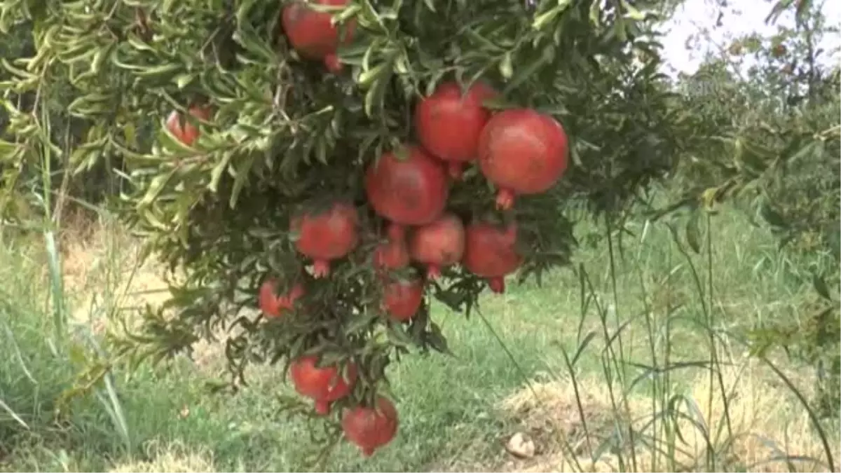 Halepçe\'nin "Meşhur Narı" Elde Kaldı