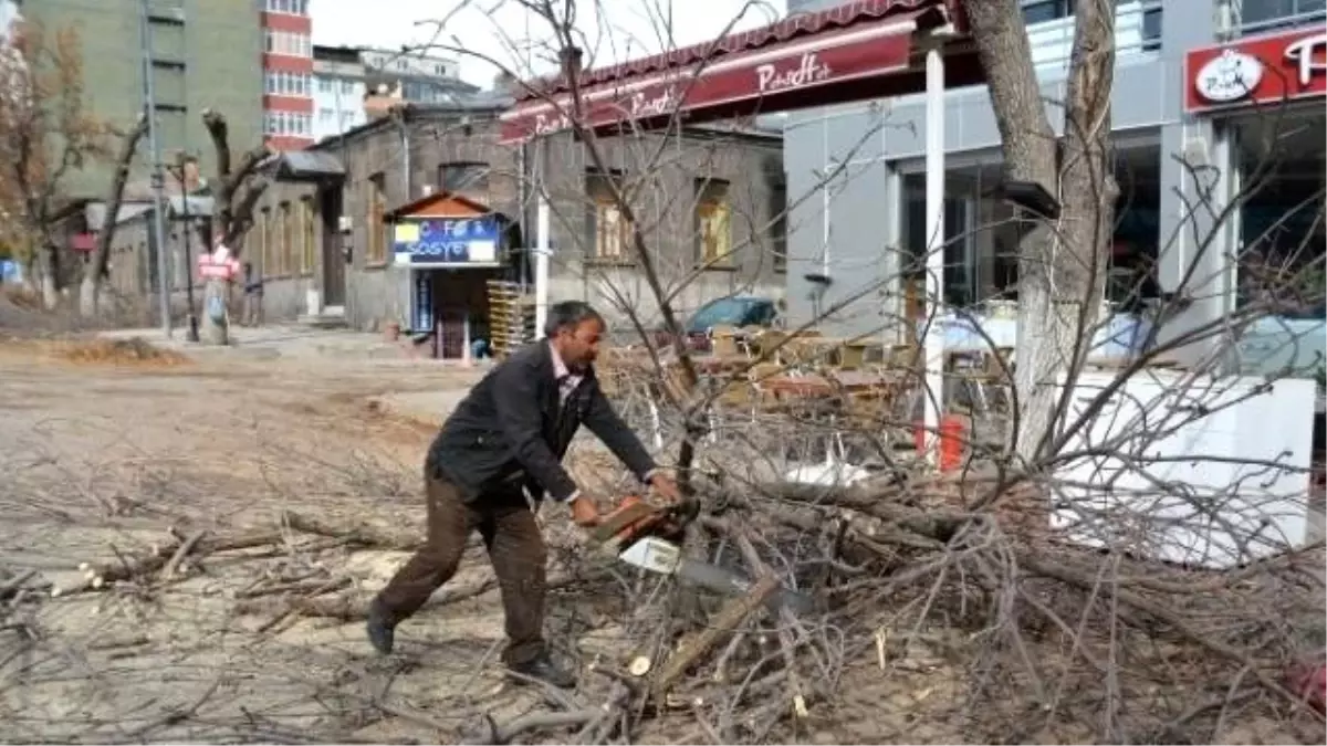 Kars Belediyesi Ağaçları Buduyor