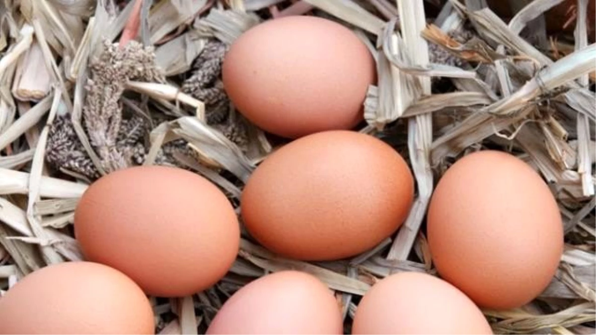 Kadirli\'de Organik Yumurta İçin 90 Dönümlük Çiftlik Kurdu