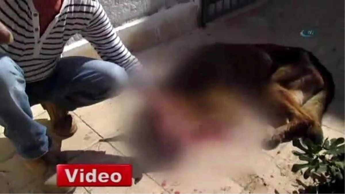 12 Yıllık Köpeğini Tahra ile Öldürdü