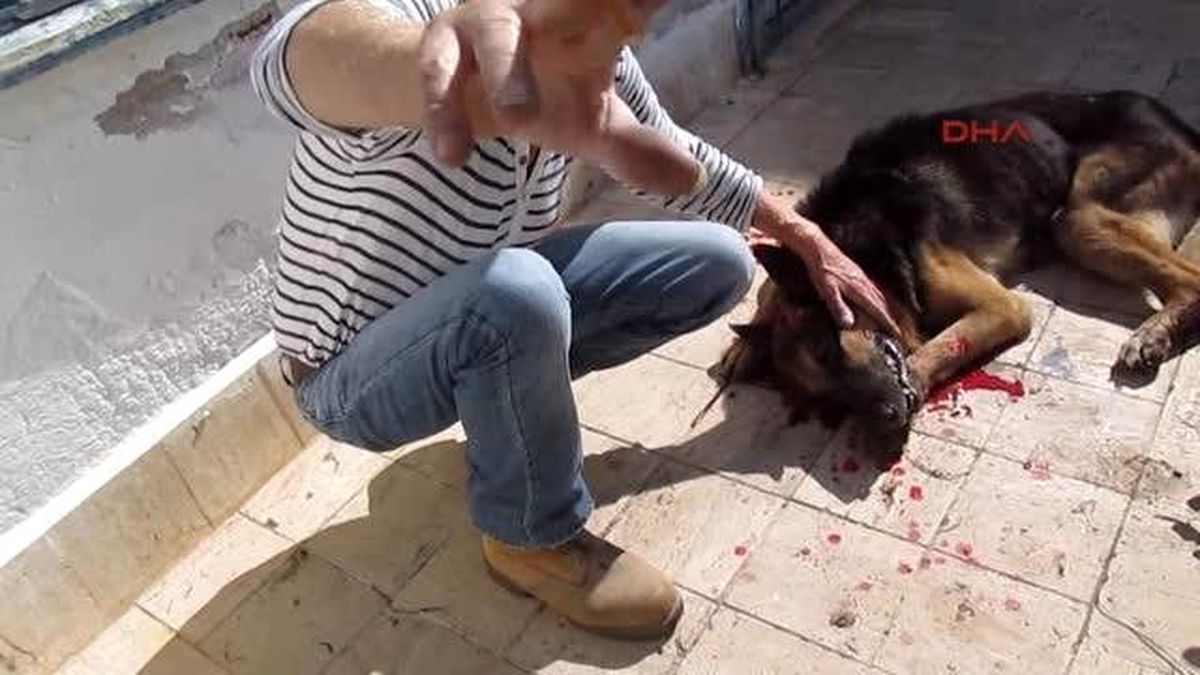 İngiliz Vatandaş, Köpeğini Başına Vura Vura Öldürdü