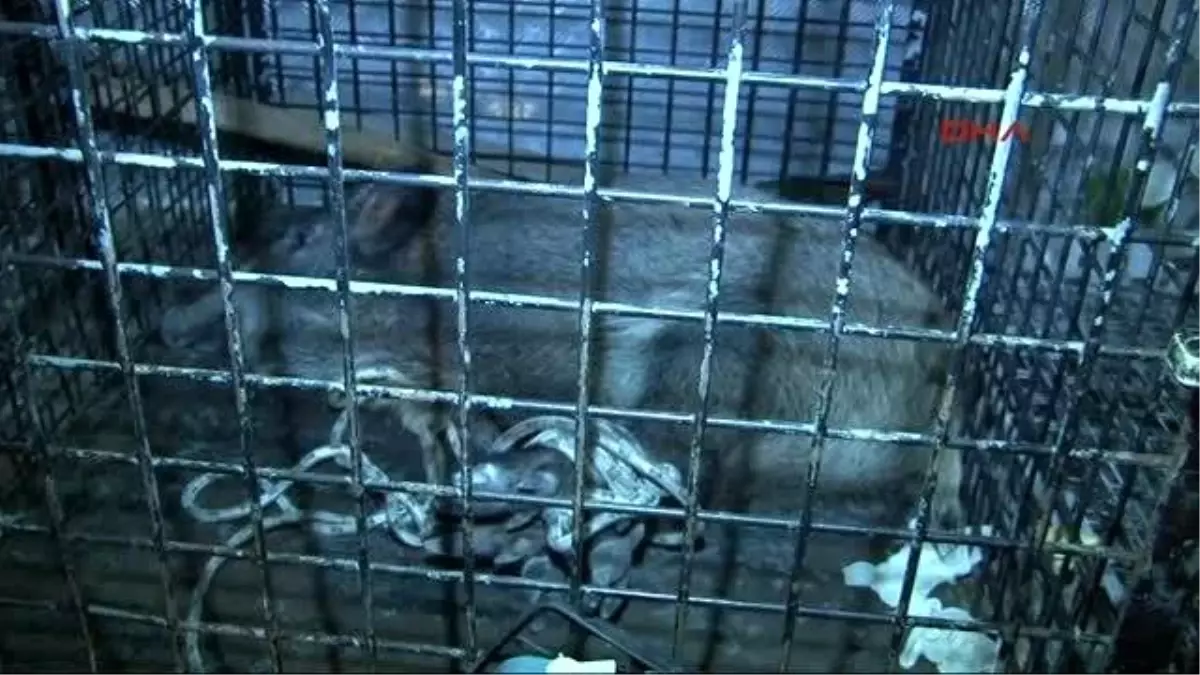 Denizden Yaban Domuzu Çıktı