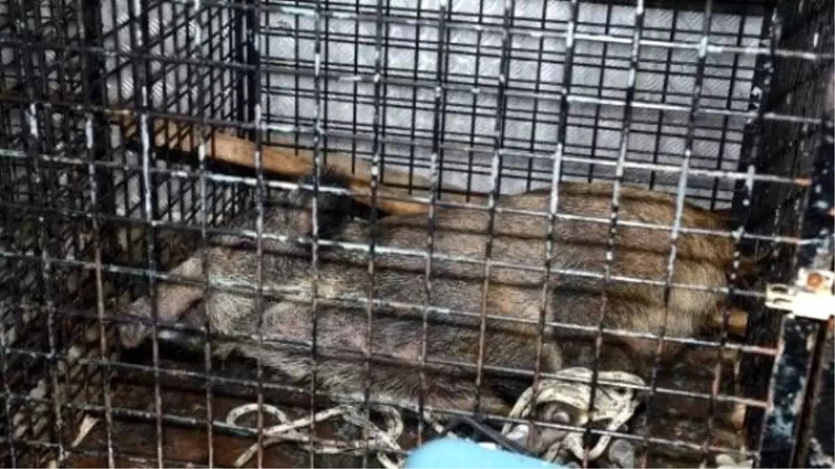 İstanbul'da Boğazdan Yaban Domuzu Çıktı