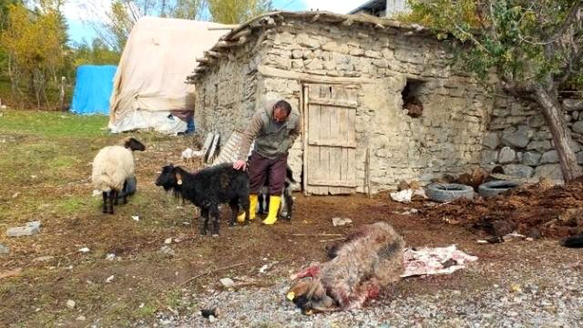 Hakkari\'de Başıboş Köpekler Küçükbaş Hayvanları Telef Etti