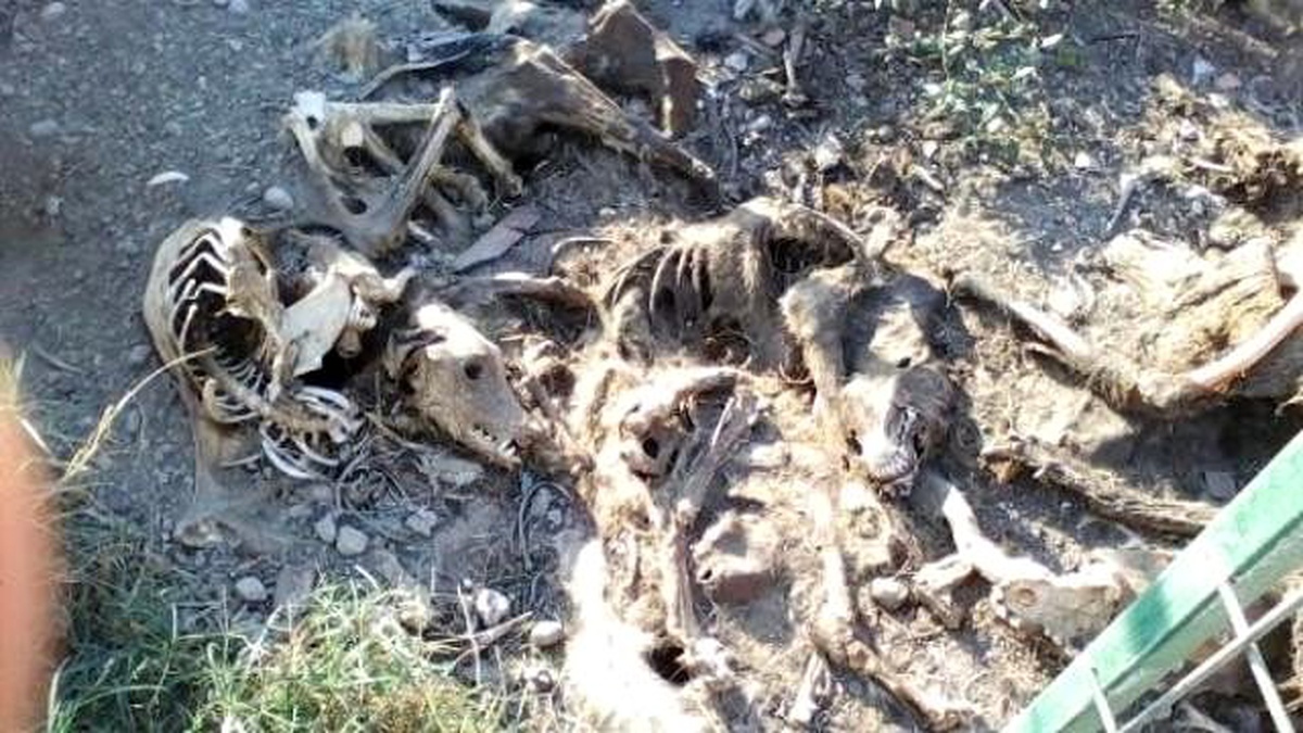 "Barınaktaki İnsanlık Dışı Görüntülerin Nedeni Büyükşehir Kanunu"