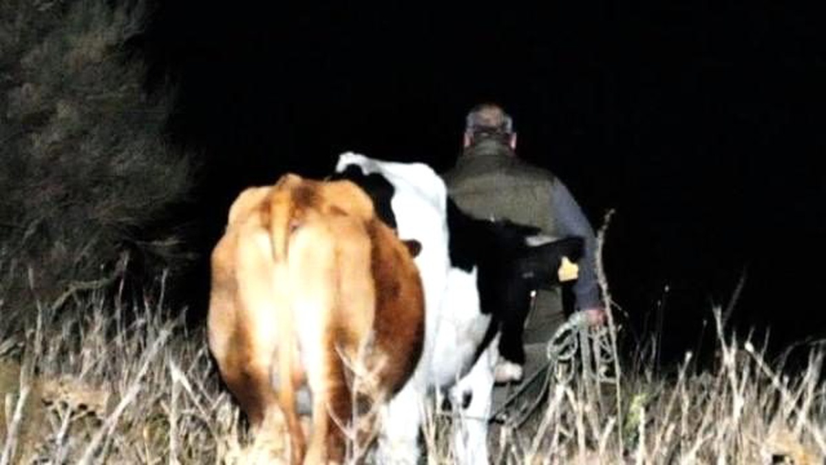 Çobanların Çıkardığı Yangında 14 Hektar Makilik Alan Zarar Gördü