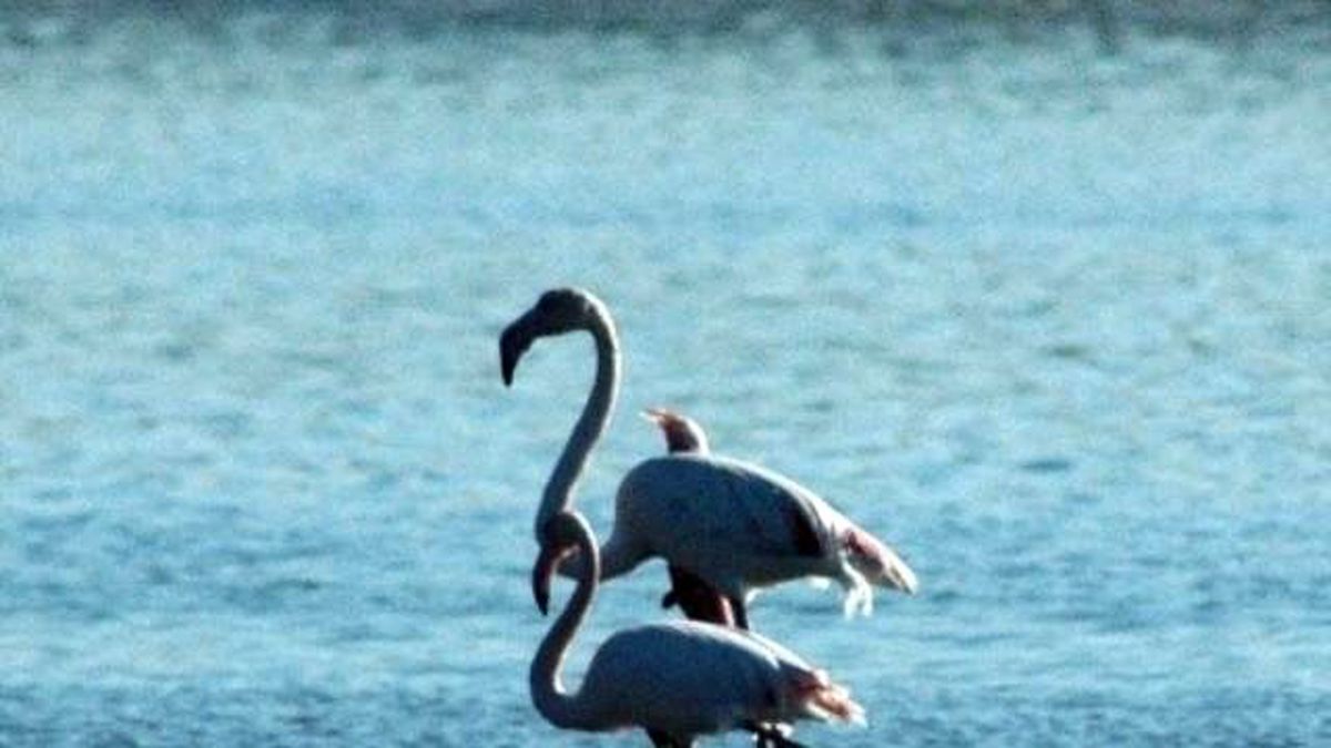 Flamingolar Bodrum\'a Akın Etti