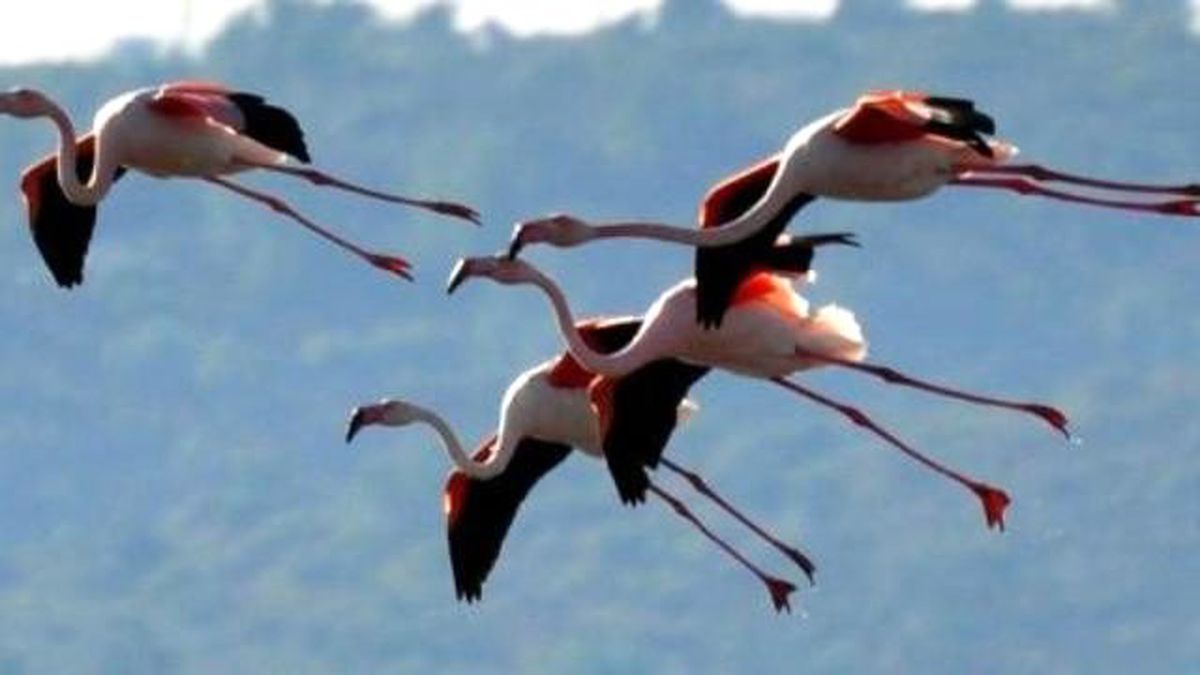 Flamingolar Bodrum\'a Gelmeye Başladı