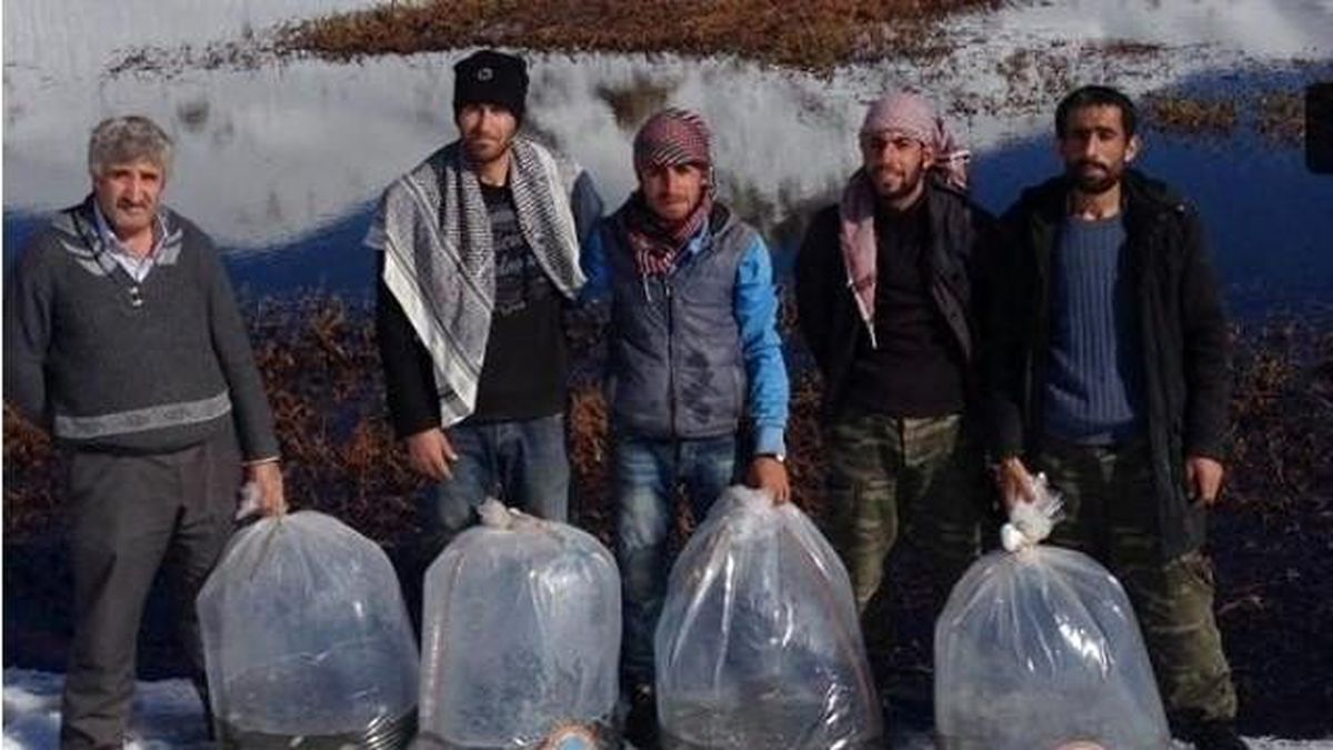 Hakkari\'de İki Ayrı Gölete Aynalı ve Pullu Sazan Bırakıldı