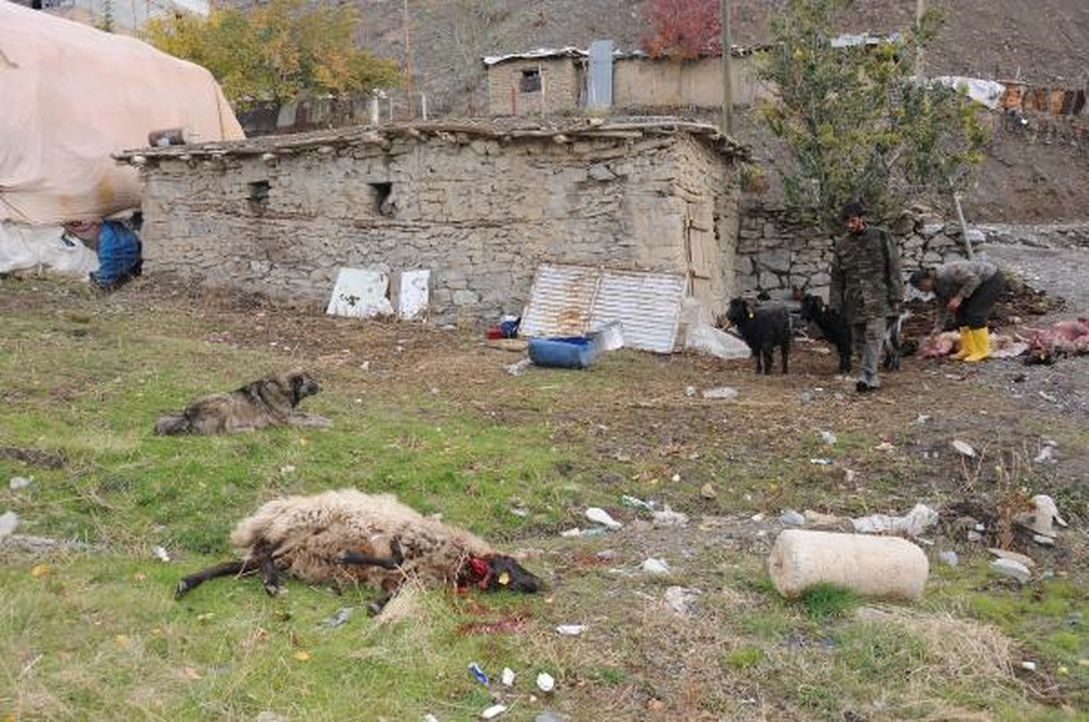 Hakkari\'de Sokak Köpekleri 7 Koyunu Telef Etti