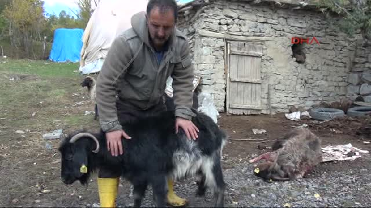 Hakkari\'de Sokak Köpekleri 7 Koyunu Telef Etti