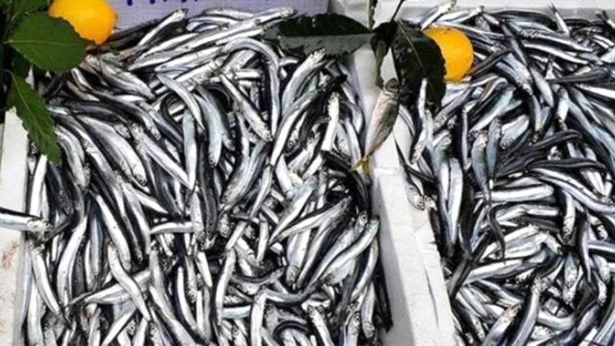 Karadeniz\'deki Fırtına Hamsi Fiyatını Vurdu