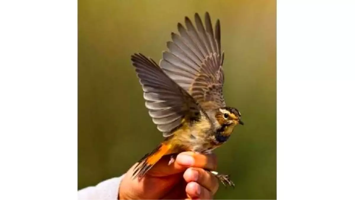 Kuş Cenneti\'nde 12 Yılda 92 Bin Kuş Halkalandı