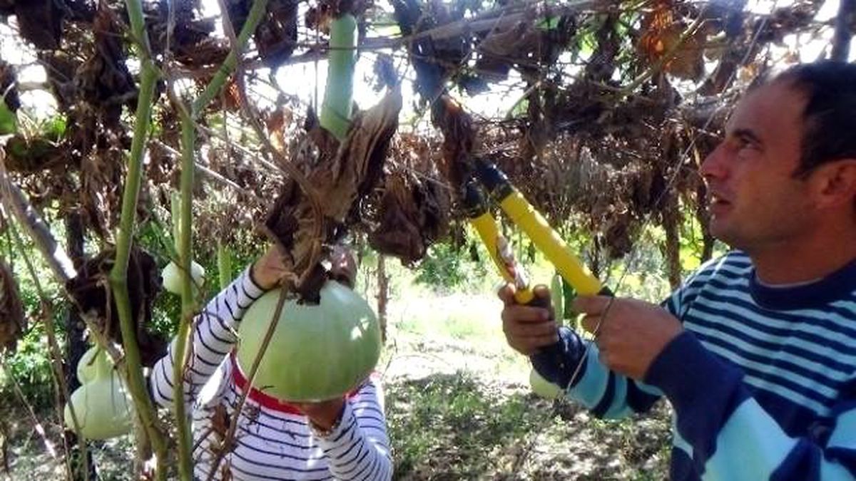 Su Kabağı Hayatını Değiştirdi