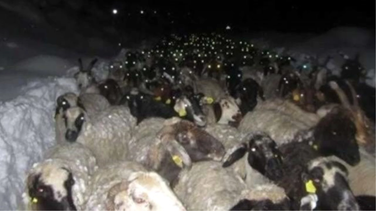Artvin\'de Yaylada Hayvanlarıyla Mahsur Kalan Çobanı AFAD Kurtardı