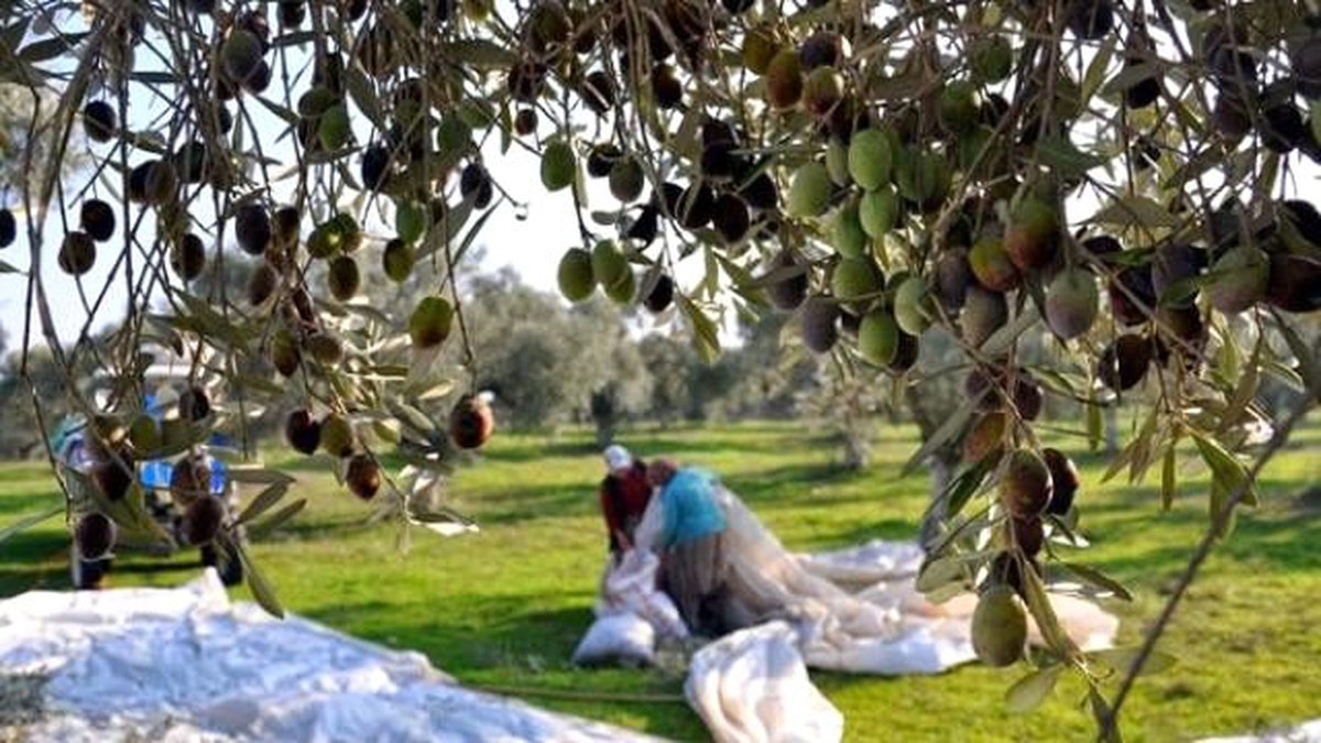 Zeytin Festivalinde "Ayaklı Billboard"Larla Tanıtım