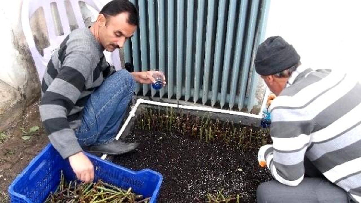 50 Bin Adet Gül Fidesi Yetiştiriliyor