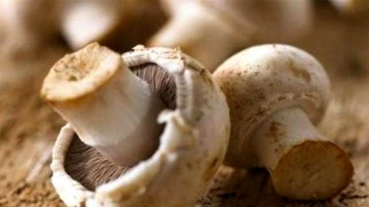 Kırklareli Sağlık Müdürü Selvi\'den Zehirli Mantar Uyarısı