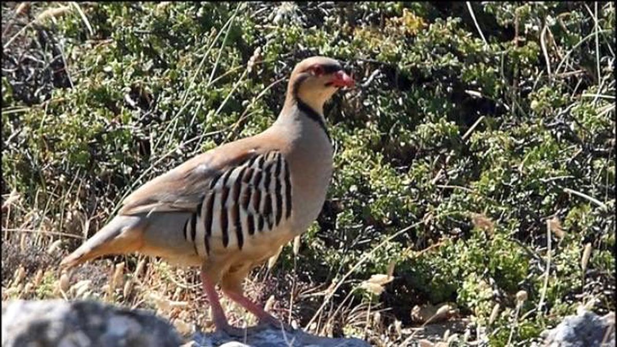 Biri Kınalı Keklikleri Gözetliyor