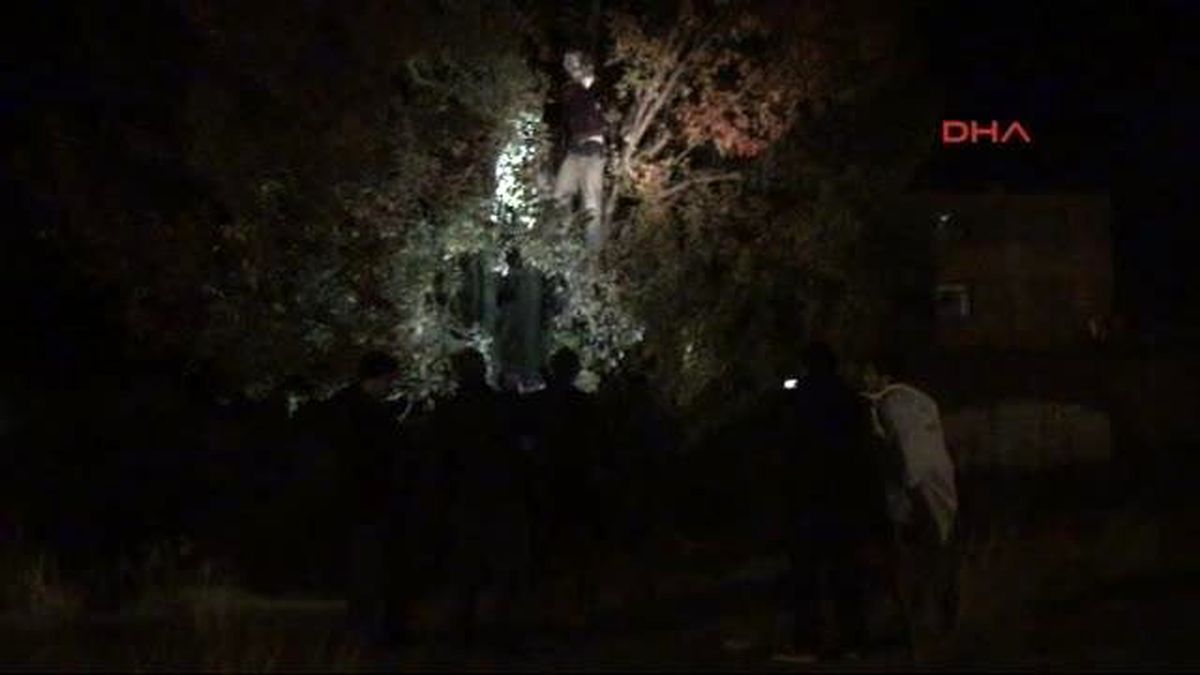 Ağaca Asılan Cansız Manken, Polisi Alarma Geçirdi