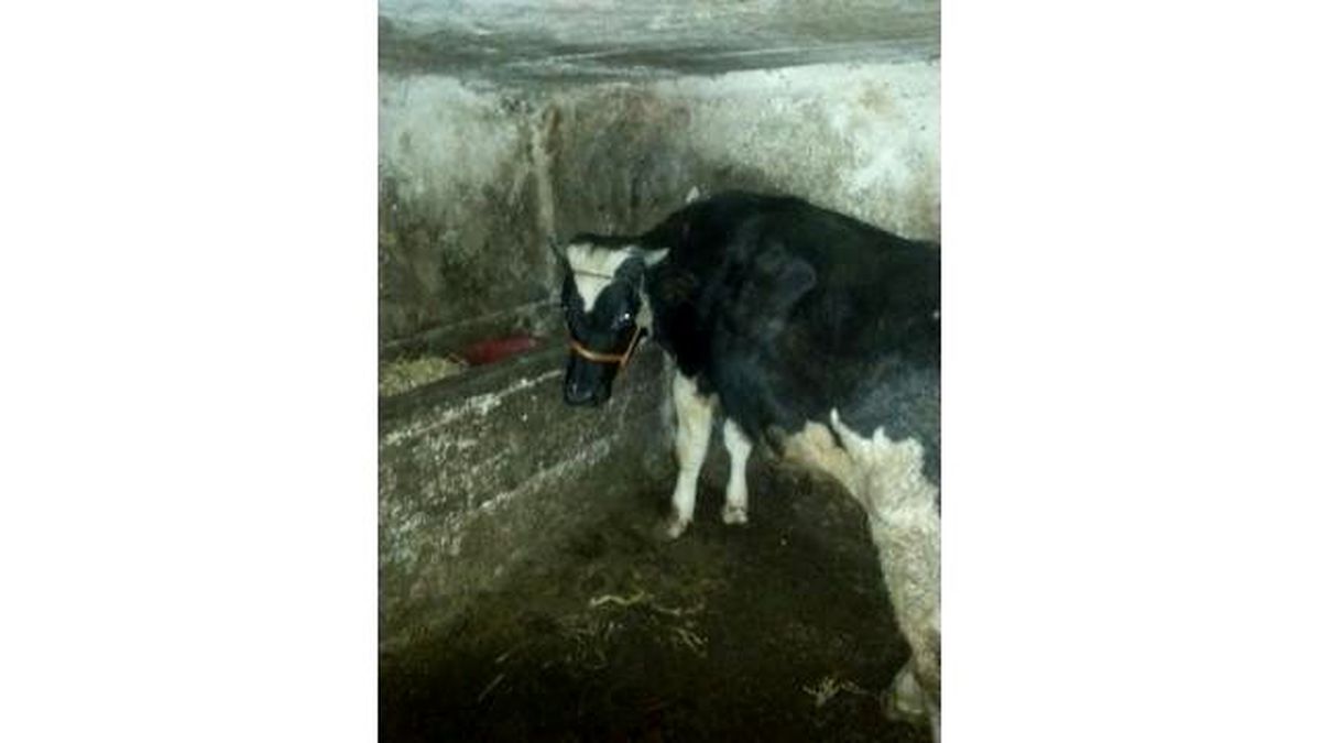 Düzce\'de Çalınan İnek Ereğli\'de Bulundu