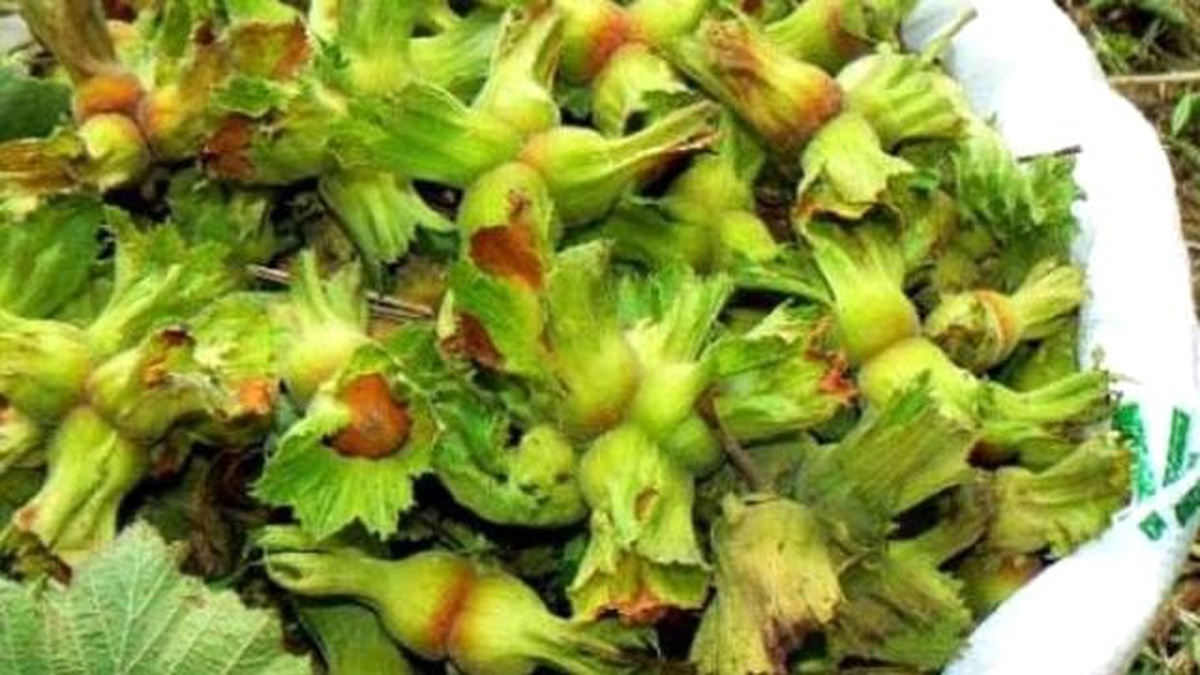 Fındık Üreticisine Külleme Hastalığı Uyarısı