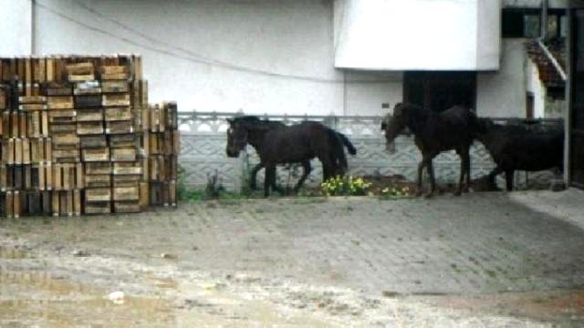 Geyve\'nin Cadde ve Sokaklarında Başıbos Atlar
