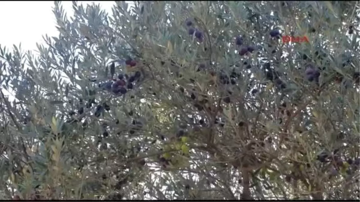 Anıt Ağaçta Zeytin Bolluğu