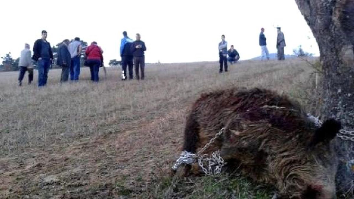 Mezar Açıp Ceset Çıkaran Ayı Görüntülendi