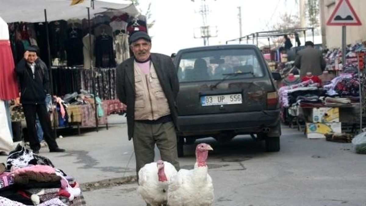 20 Kilogram Ağırlığındaki Hindiler Görenleri Şaşkına Çevirdi