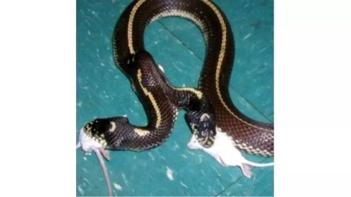 Bu Evde Gila Canavarı da Var Çift Başlı Yılan da