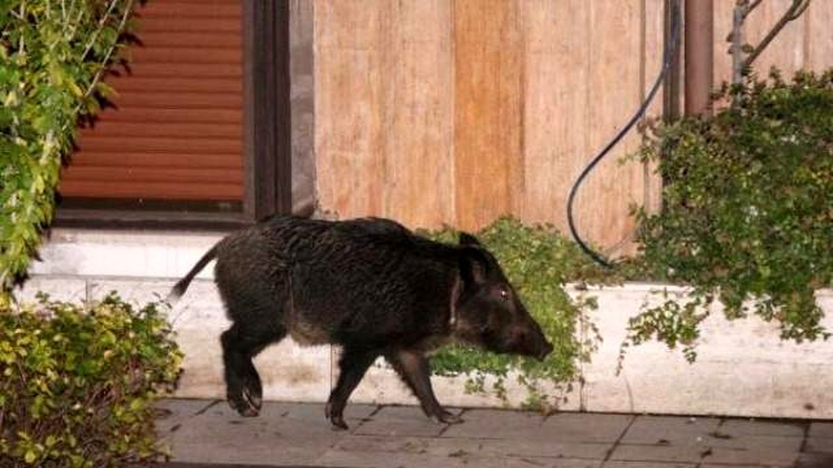 Bebek\'te Yaban Domuzu Yalının Bahçesine Girdi