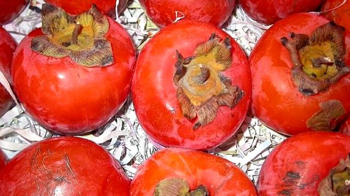Cennet Elması Üreticinin Yüzünü Güldürüyor
