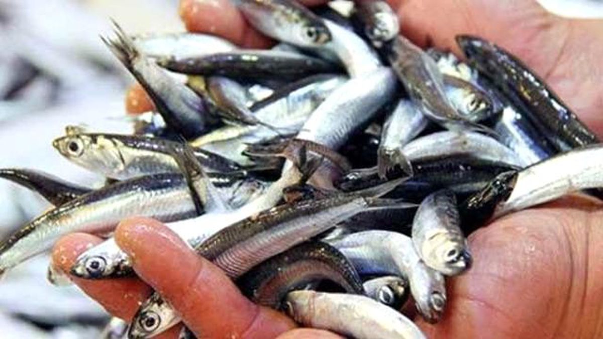 Hamsi İhracatında 2 Ayda 1 Milyon 157 Bin Dolarlık Döviz Girdisi Sağlandı