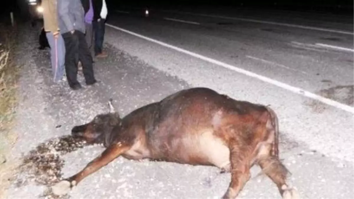 İneğe Çarpan Otomobilin Sürücüsü Yaralandı,İnek Telef Oldu