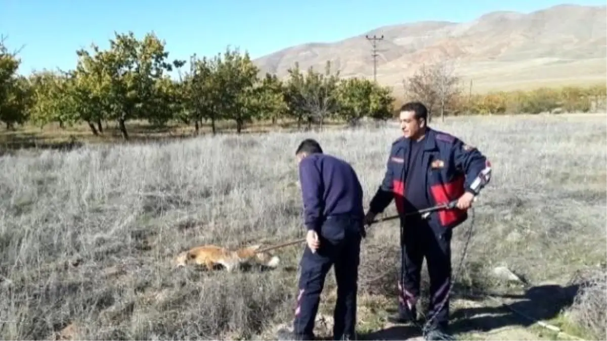 Kuyuya Bu Kez Tilki Düştü