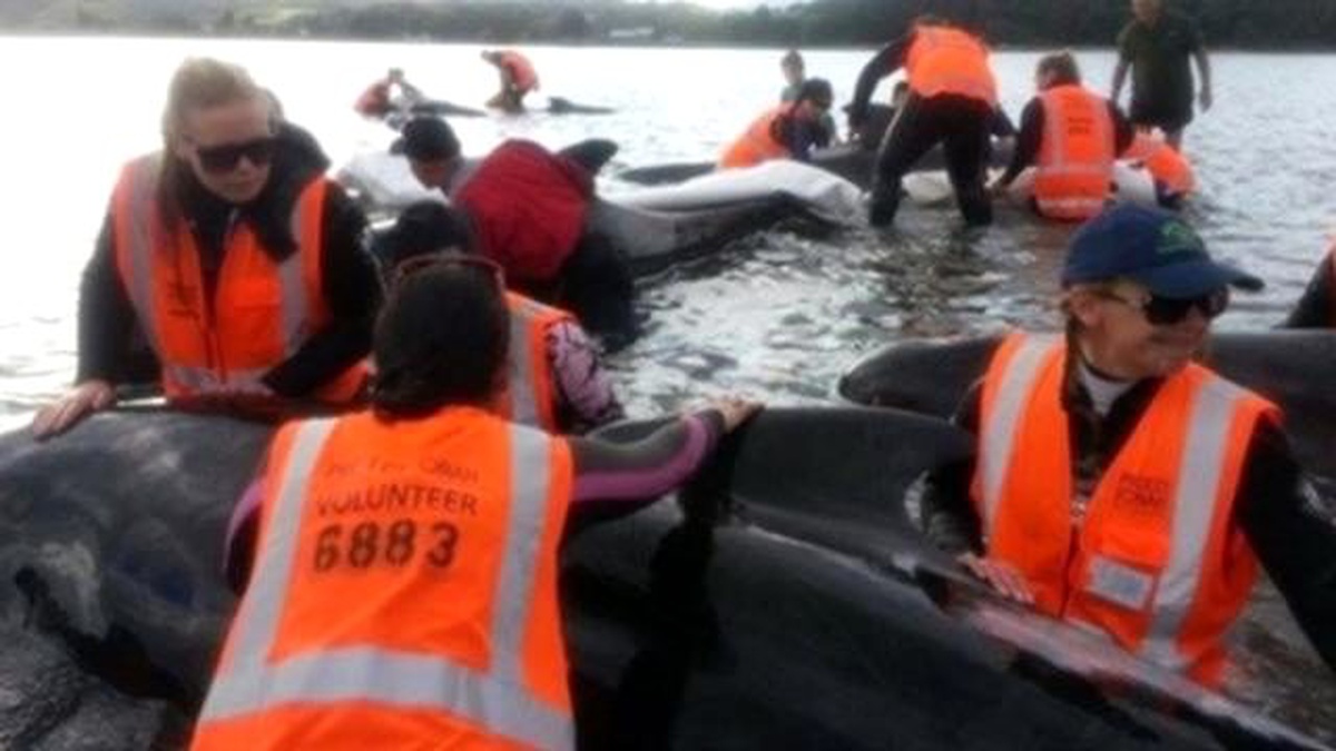 Yeni Zelanda\'da Karaya Vuran 36 Balina Öldü