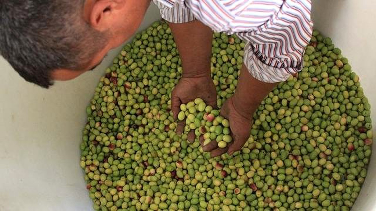 Zeytin Üreticisinin Prim Beklentisi