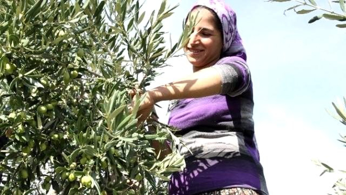 Zeytincilik Sektörü 5. Bölge Teşviği İstiyor